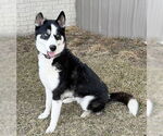 Small #1 Huskies  Mix