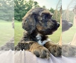 Puppy Pup10 Honeybun Bernedoodle