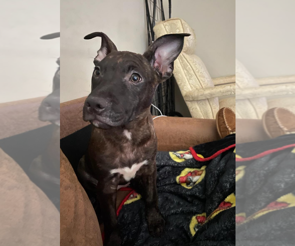 Medium Photo #3 Staffordshire Bull Terrier-Unknown Mix Puppy For Sale in Holly Springs, NC, USA