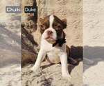 Small Photo #4 Boston Terrier Puppy For Sale in POMEROY, OH, USA