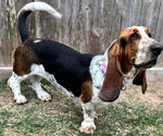 Small #2 Basset Hound