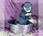 Small Photo #2 Rottweiler Puppy For Sale in HEMINGWAY, SC, USA
