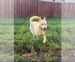 Small German Shepherd Dog