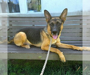 German Shepherd Dog Dogs for adoption in Long Beach, CA, USA
