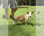 Small #2 Australian Shepherd
