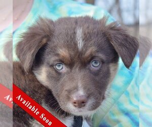 Australian Shepherd-German Shepherd Dog Mix Dogs for adoption in Huntley, IL, USA