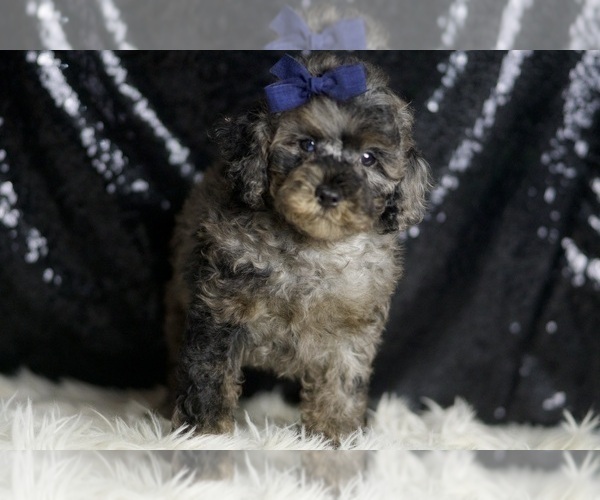 Medium Photo #22 Poodle (Miniature) Puppy For Sale in WARSAW, IN, USA