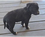 Small #3 Labrador Retriever Mix