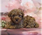 Small #3 Poodle (Toy)