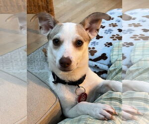 Chiweenie Dogs for adoption in Wakefield, RI, USA