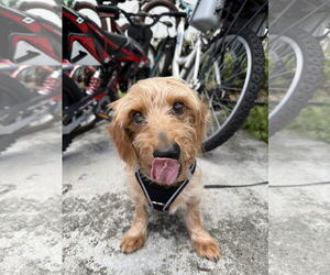 Sammy (being fostered in Miami, FL) - Male Dachshund Dog for Adoption - Photo #6