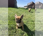 Small Photo #17 French Bulldog Puppy For Sale in SIOUX FALLS, SD, USA