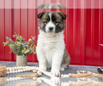 Small Australian Shepherd