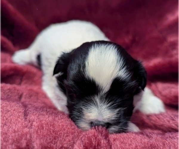 Medium Photo #7 Havanese Puppy For Sale in POST FALLS, ID, USA