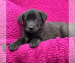 Small Labrador Retriever Mix