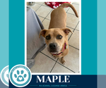 Small #2 Bulldog Mix