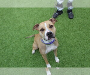 Sugar - Female Mutt Dog for Adoption - Photo #2