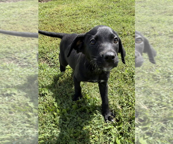Medium Photo #6 Dachsador Puppy For Sale in Aurora, IN, USA