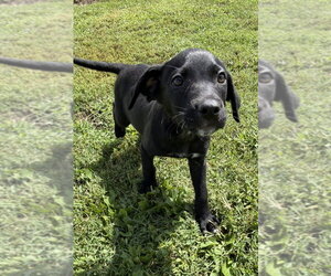 SRV Maya Empire : Stephenie - Female Dachsador Dog for Adoption - Photo #6