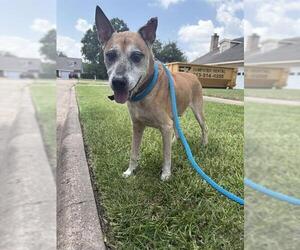 German Shepherd Dog-Unknown Mix Dogs for adoption in Sugar Land, TX, USA