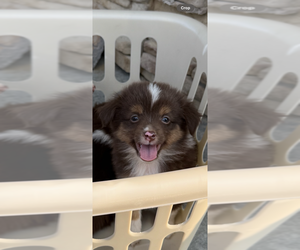 Miniature Australian Shepherd Puppy for Sale in ADAIRSVILLE, Georgia USA