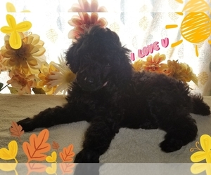 Poodle (Standard) Puppy for sale in SOUTHFIELD, MI, USA