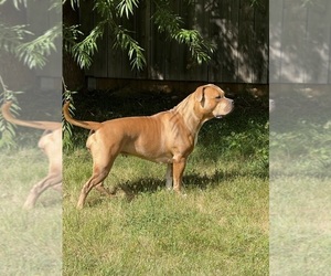 Mother of the American Bully puppies born on 03/13/2026