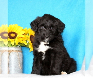 Aussiedoodle Puppy for sale in GAP, PA, USA