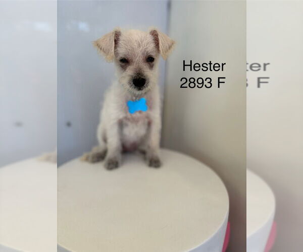 Medium Photo #1 Mutt Puppy For Sale in Studio City, CA, USA