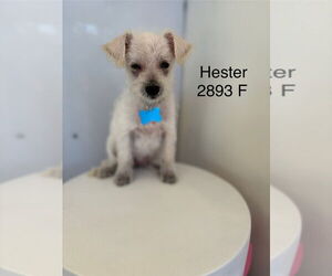 Chihuahua-Unknown Mix Dogs for adoption in Studio City, CA, USA