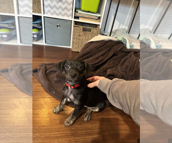 Medium Photo #2 Mutt Puppy For Sale in Plainfield, IL, USA