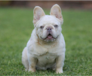 Father of the French Bulldog puppies born on 06/24/2022