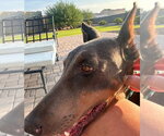 Small #7 Doberman Pinscher
