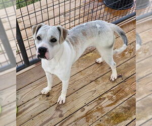 RAZOR - Male Mutt Dog for Adoption - Photo #3