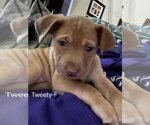Small Photo #1 Labrador Retriever-Unknown Mix Puppy For Sale in Rosenberg, TX, USA