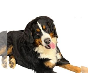 Father of the Bernese Mountain Dog puppies born on 12/11/2022