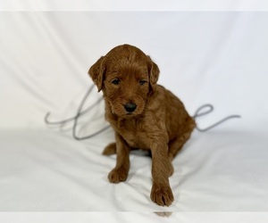 Medium Goldendoodle