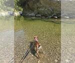 Small #3 Mutt
