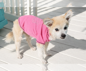 Chiranian Dogs for adoption in Gulfport, MI, USA