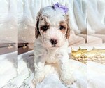 Puppy Rapunzel Goldendoodle (Miniature)