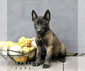 Belgian Malinois Puppy for sale in RONKS, PA, USA