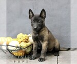 Ramona - Female Belgian Malinois Puppy for Sale - Small photo