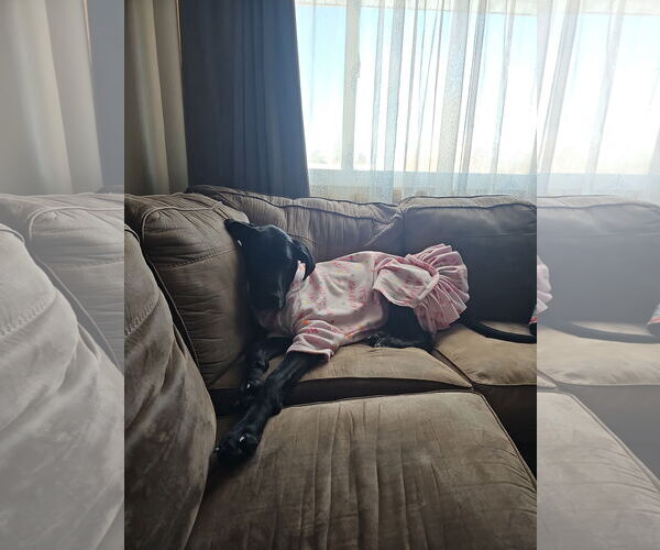 Medium Photo #3 Great Dane Puppy For Sale in Buffalo, MN, USA