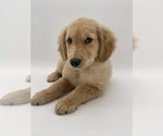 Small Photo #14 Golden Retriever Puppy For Sale in OCALA, FL, USA