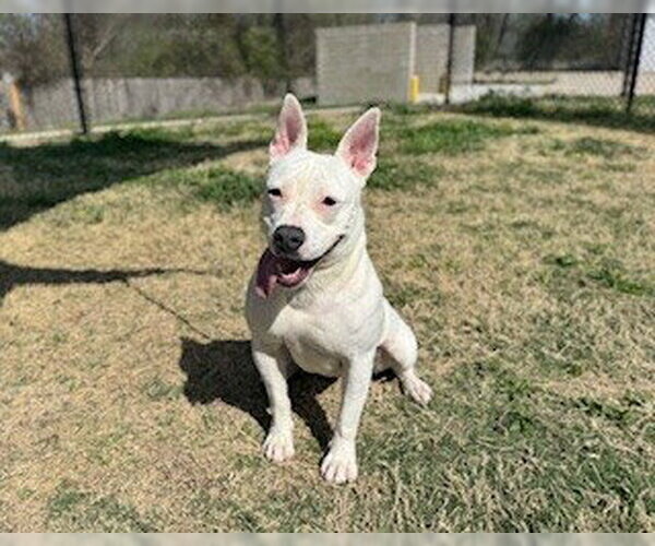 Medium Photo #1 Mutt Puppy For Sale in Temple, TX, USA