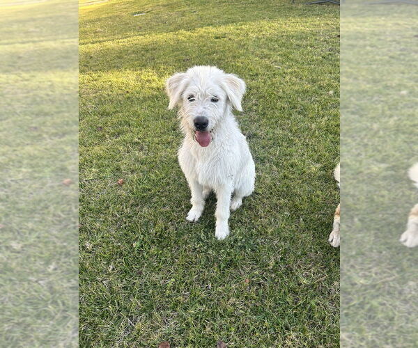 Medium Photo #6 Labrador Retriever-Wheaten Terrier Mix Puppy For Sale in Dana Point, CA, USA