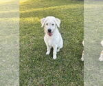 Small #5 Labrador Retriever-Wheaten Terrier Mix
