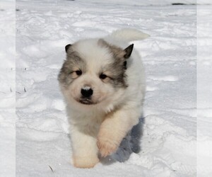 Great Pyrenees Puppy for sale in CLAYTON, WA, USA