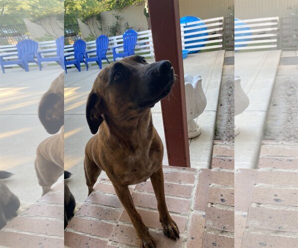 Medium Photo #9 Catahoula Leopard Dog-Unknown Mix Puppy For Sale in Spring, TX, USA