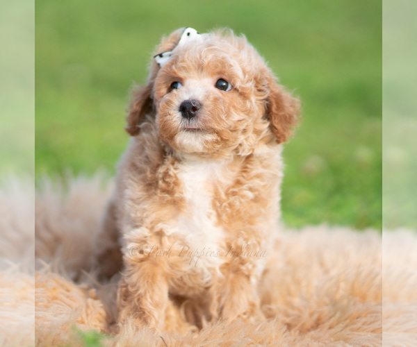 Medium Photo #49 Poodle (Toy) Puppy For Sale in WARSAW, IN, USA